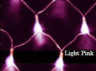 ライトピンク